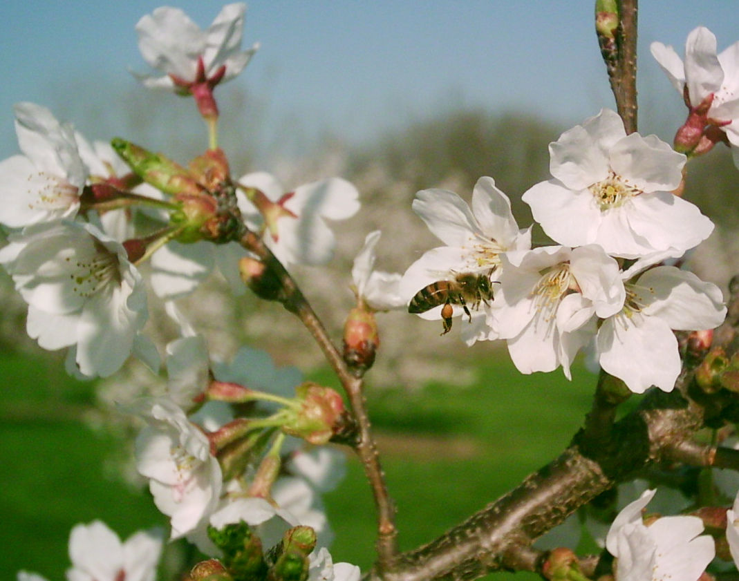photo_ft_news_bee on cherry blossom_062420.jpg